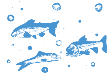 drawing of school of fish