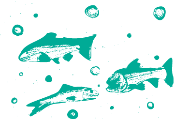 drawing of school of fish